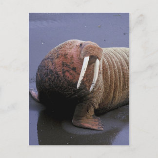 Walrus Postkarte