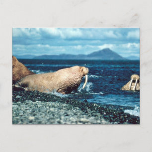 Walrus Postkarte