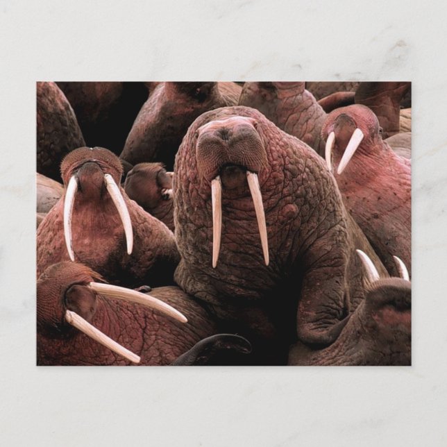 Walrus Postkarte (Vorderseite)
