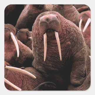 Walrus Quadratischer Aufkleber