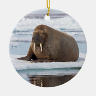 Walrus ruht auf Eis, Norwegen Keramik Ornament