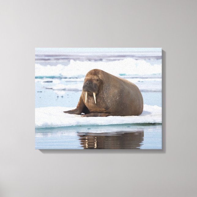Walrus ruht auf Eis, Norwegen Leinwanddruck (Vorderseite)