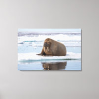 Walrus ruht auf Eis, Norwegen