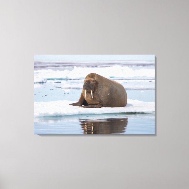 Walrus ruht auf Eis, Norwegen Leinwanddruck (Vorderseite)