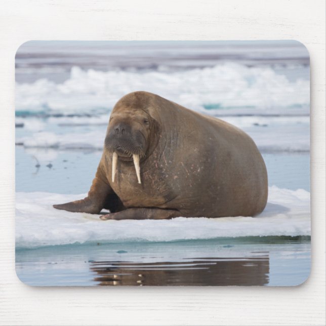 Walrus ruht auf Eis, Norwegen Mousepad (Vorne)
