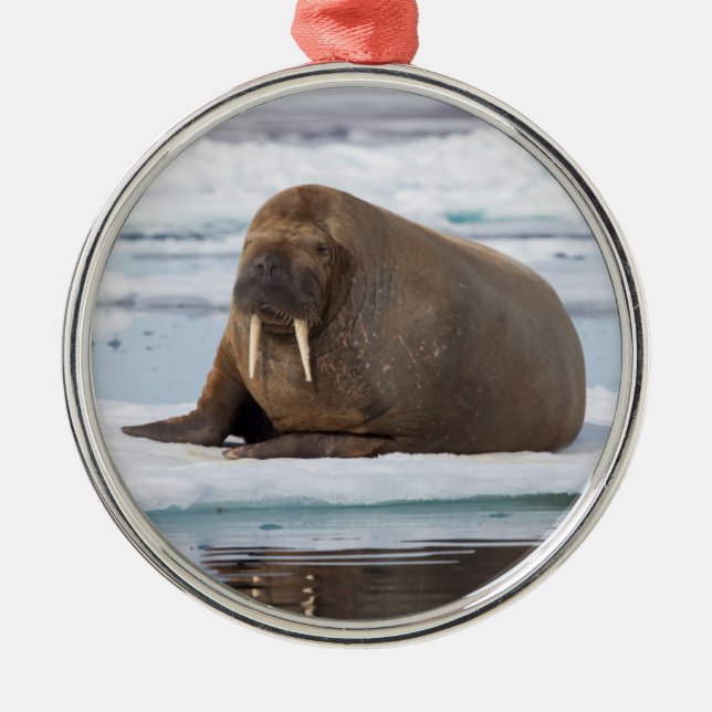 Walrus ruht auf Eis, Norwegen Ornament Aus Metall (Vorne)