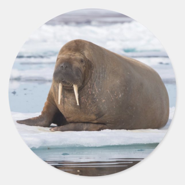 Walrus ruht auf Eis, Norwegen Runder Aufkleber (Vorderseite)