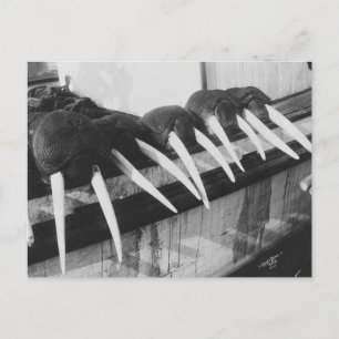 Walrus Tusks: 1931 Postkarte