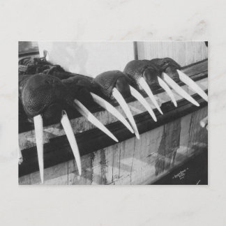 Walrus Tusks: 1931 Postkarte