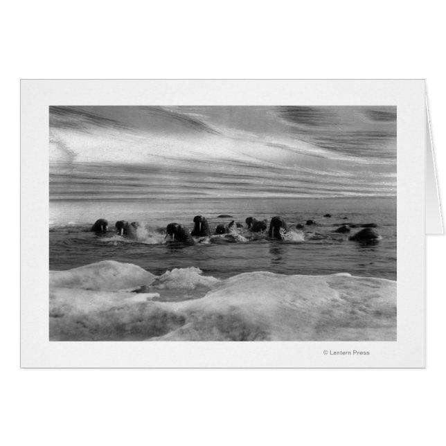 Walrus unter den Eisschollen in der Beringsee (Vorderseite (Horizontal))