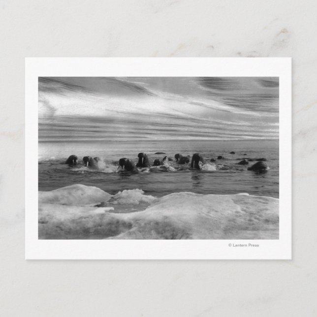 Walrus unter den Eisschollen in der Beringsee Postkarte (Vorderseite)