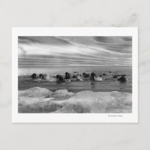 Walrus unter den Eisschollen in der Beringsee Postkarte