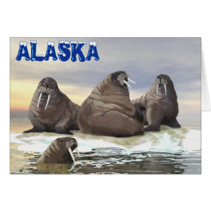 Walrus - Vier Brüder