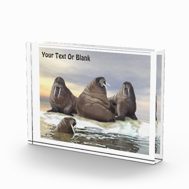 Walrus - Vier Brüder Fotoblock (Rechts)