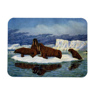 Walruses auf einer Eisscholle Magnet