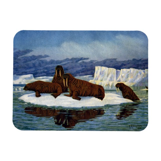 Walruses auf einer Eisscholle Magnet (Horizontal)