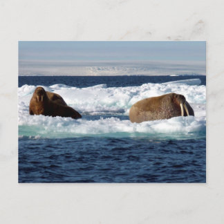 Walruses in Storoya, Svalbard Postkarte