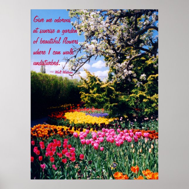 Walt Whitman Tulip Garden Poster (Vorne)