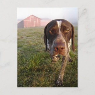 Walter Barn Postcard Postkarte