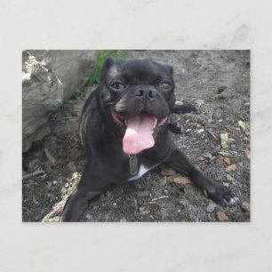 Walter the Pug Postkarte