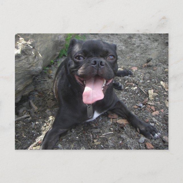 Walter the Pug Postkarte (Vorderseite)