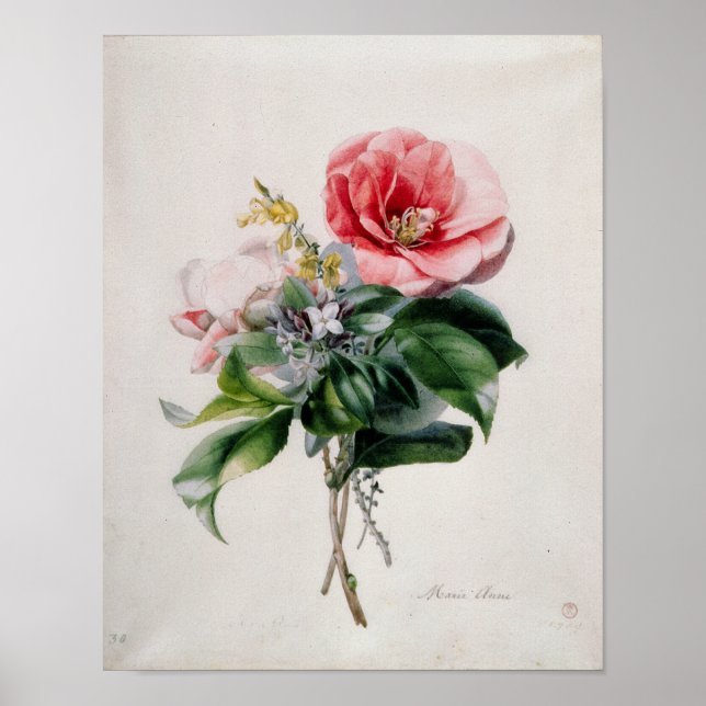 Wamellia und Broom Poster (Vorne)