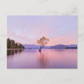 Wanaka Tree Sunrise Nature Travel Fotografy Postkarte