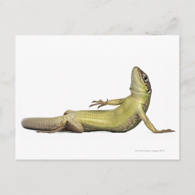 Wand-Eidechse liegend - Podarcis muralis Postkarte (Vorderseite)