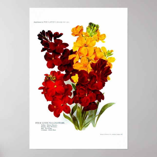 Wandblumen Poster (Vorne)