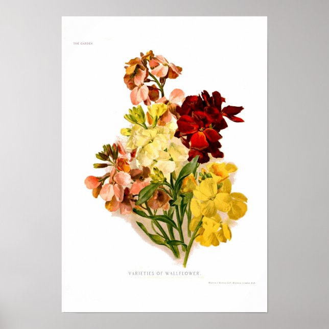 Wandblumen Poster (Vorne)