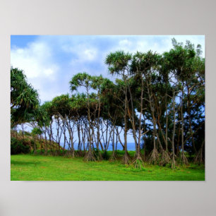 Wandelpalmen in Hawaii Poster