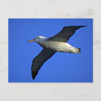 Wanderalbatros im Flug Postkarte
