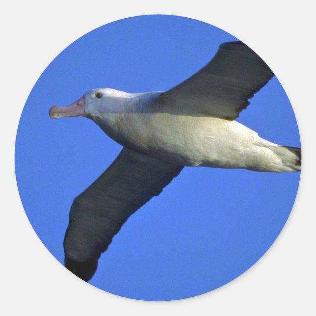 Wanderalbatros im Flug Runder Aufkleber (Vorderseite)