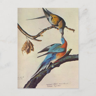 Wanderectopisten (Passenger Pigeon) Postkarte