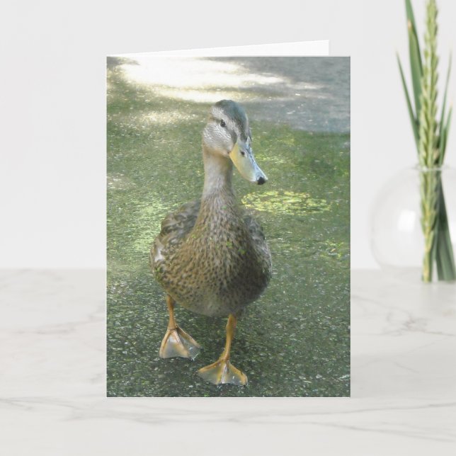 Wanderente Karte (Vorderseite)