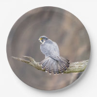 Wanderfalke am Palisades-zwischenstaatlichen Park