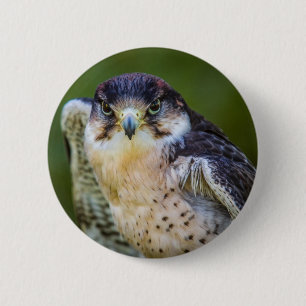 Wanderfalke Button