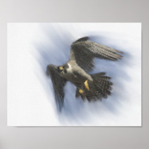 Wanderfalke im Flug Poster