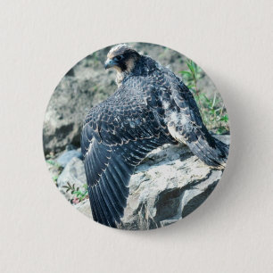 Wanderfalke, jugendlich button