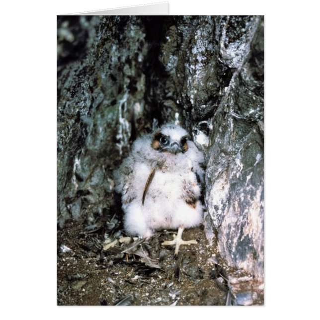 Wanderfalke-Küken (Vorne)