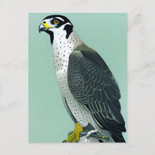Wanderfalke - Natur Wildtier Vogel Art Card Postkarte