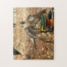 Wanderfalke, Raubvogel Puzzlespiel
