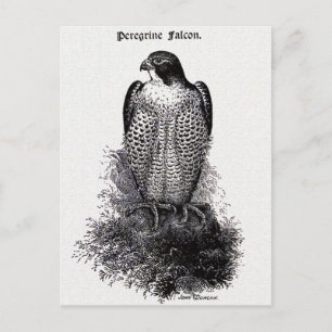 Wanderfalke Vintage-Vogelillustration Postkarte