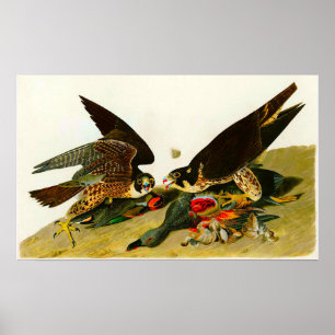 Wanderfalken John James Audubon 1838 Poster