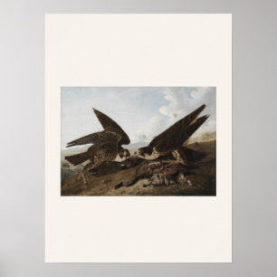 Wanderfalken von Audubon - Vintage-Vogelkunst Poster