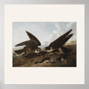Wanderfalken von Audubon - Vintage-Vogelkunst Poster