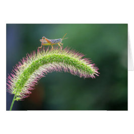 Wandern auf der Luft - Grasshopper - Farbe