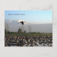 Wandernde Vögel in Israel Postkarte