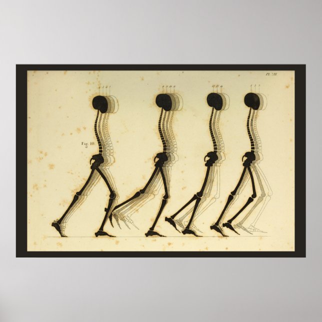 Wanderung Gait Analysis Leg Spine Chiropractic Cha Poster (Vorne)