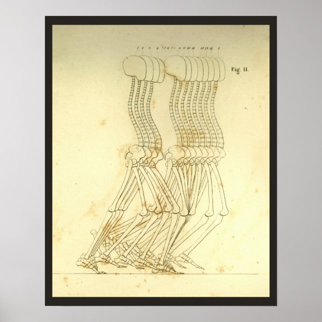 Wanderung Gait Analysis Leg Spine Chiropractic Cha Poster (Vorne)
